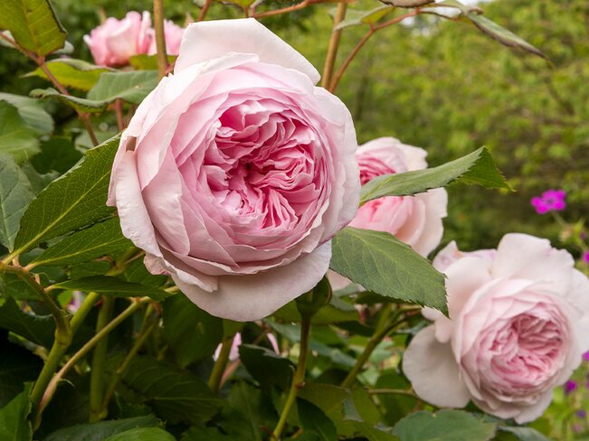 Barnsdale Gardens' Rose 'Geoff Hamilton' donation to Greenfingers